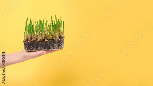 micro-green sprouts in a plastic tray in your hand on a yellow background, banner, place for text