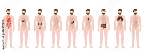 Internal organs in male body