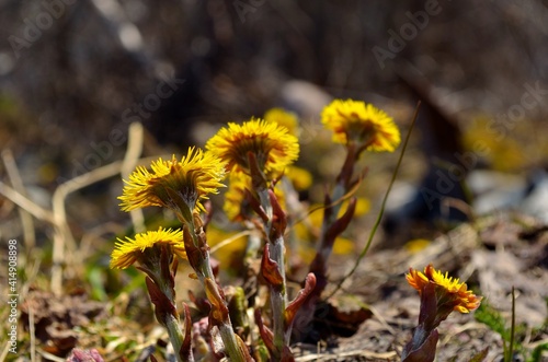 coltsfoot flowers emerging from hibernation in early spring