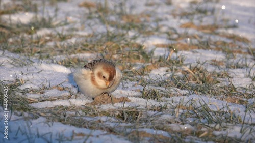 Schneeammer (Plectrophenax nivalis) photo