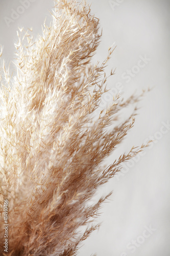 Photographie pampas grass branch on white background