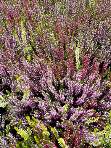 Calluna Vulgaris plants flowering in closeup.