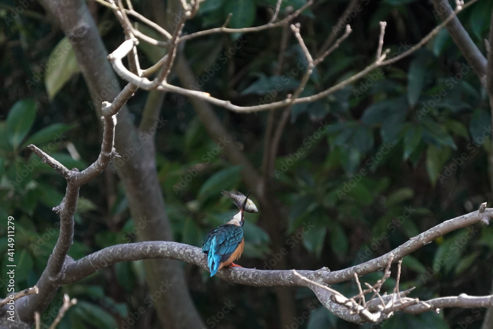 common kingfisher on the branch common kingfisher on the branch