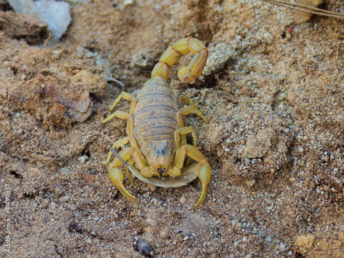 Top view of a yellow scorpion on a sandy ground photo