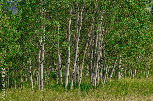 Closeup of slim trees with green foliage during daylight