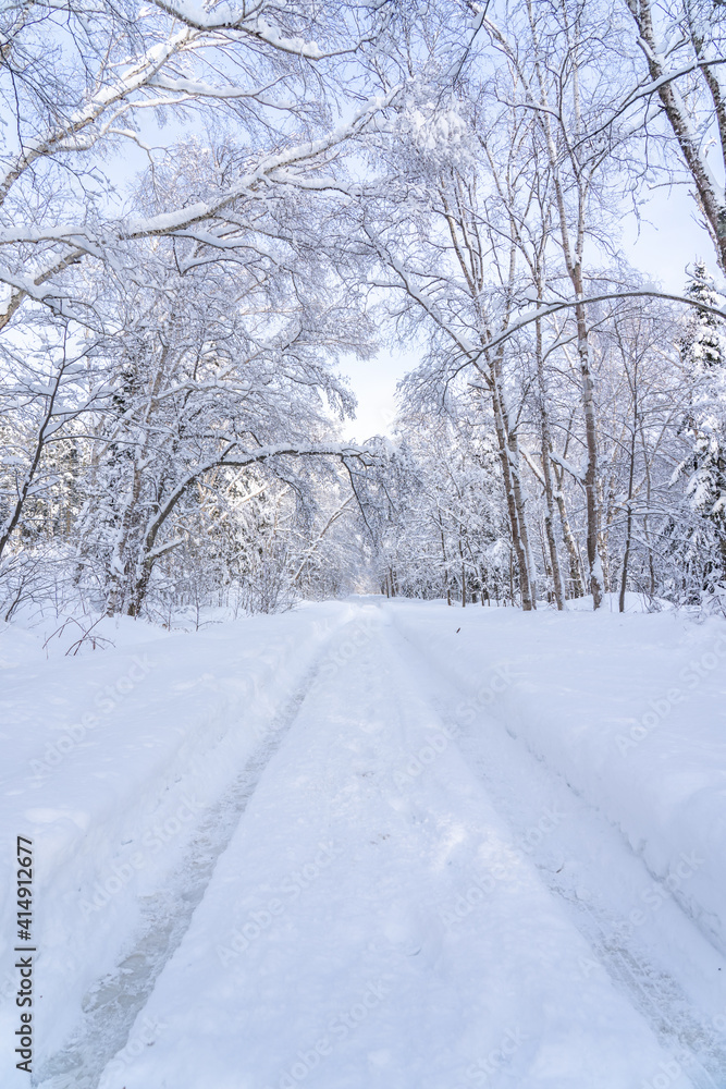 winter forest after a blizzard.Tree branches are snow covered and look very beautiful.Landscape with empty forest road and snow-covered trees after heavy snowfall.Winter nature background. winter forest after a blizzard.Tree branches are snow covered and look very beautiful.Landscape with empty forest road and snow-covered trees after heavy snowfall.Winter nature background.