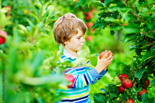 Active happy blond kid boy picking and eating red apples on organic farm, autumn outdoors. Funny little preschool child having fun with helping and harvesting.