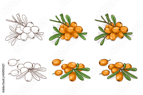 Vector, color and sketch, tasty sea buckthorn