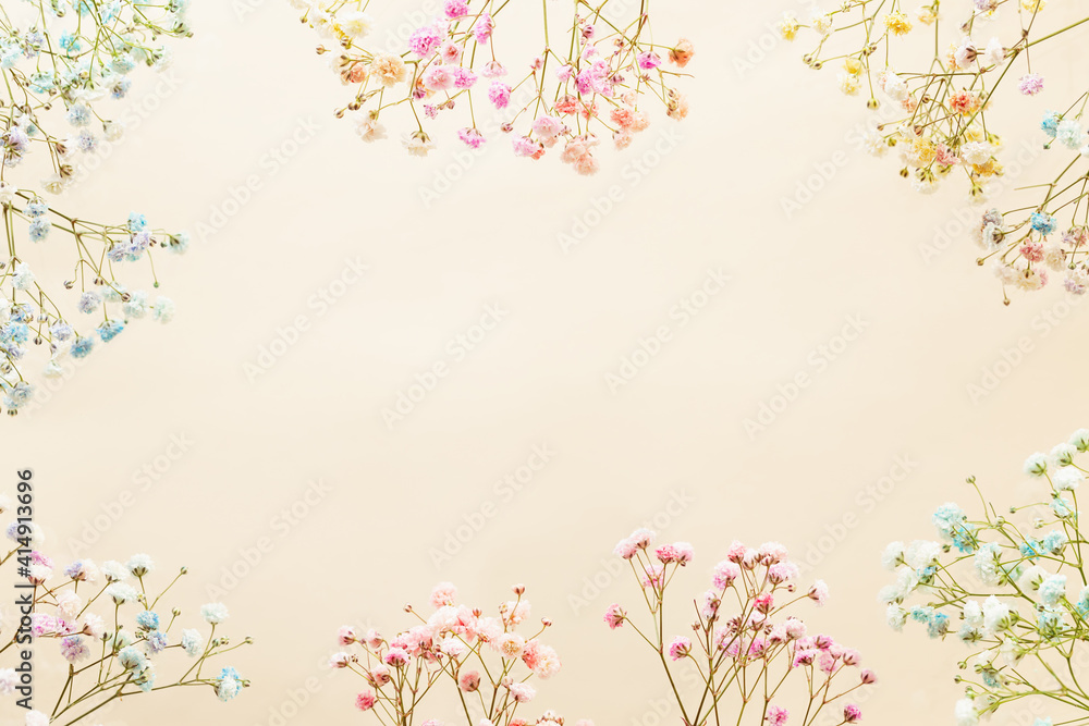 Gypsophila (Baby's-breath flowers) on pastel background.