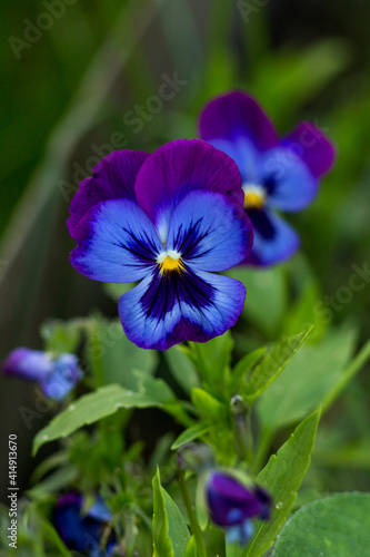 pansies grow on a background of green grass