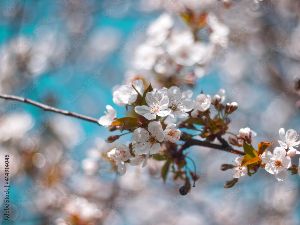 Blossoming apple tree branch with flowers on blue sky background. Apple tree in full bloom. Macro of white petals and white little flowers. Floral concept with beautiful bokeh. Spring garden Blossoming apple tree branch with flowers on blue sky background. Apple tree in full bloom. Macro of white petals and white little flowers. Floral concept with beautiful bokeh. Spring garden