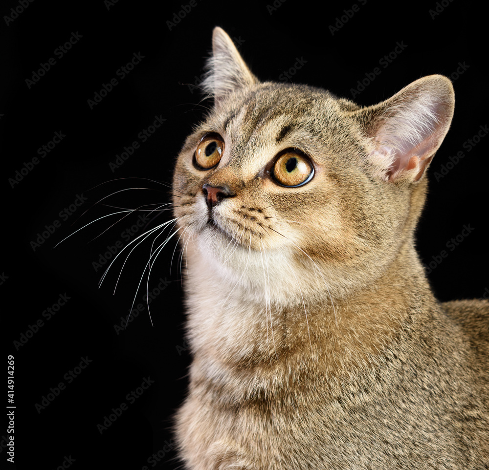 portrait of a gray kitten scottish straight chinchilla on a black background