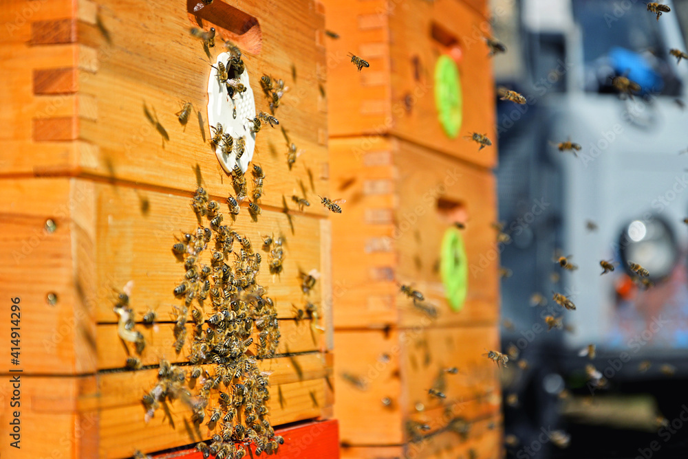 Close up of flying bees. Wooden beehive and bees. Close up of flying bees. Wooden beehive and bees.