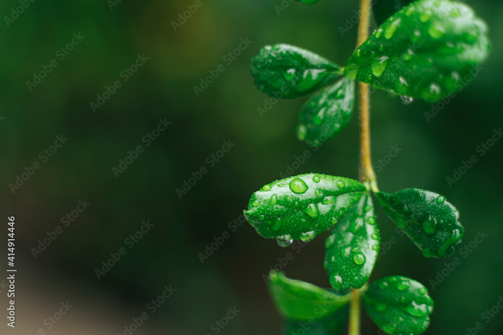 Green leaf in forest with water drops for background. Green leaf in forest with water drops for background.