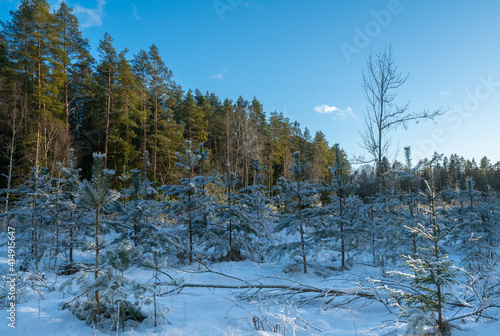 Young pine trees. Winter sunny day in the forest. Blue sky