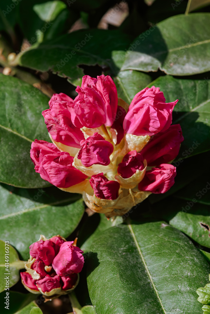 Rhododendron Grandiflorum 'Germania' (Rhododendron catawbiense) in garden Rhododendron Grandiflorum 'Germania' (Rhododendron catawbiense) in garden