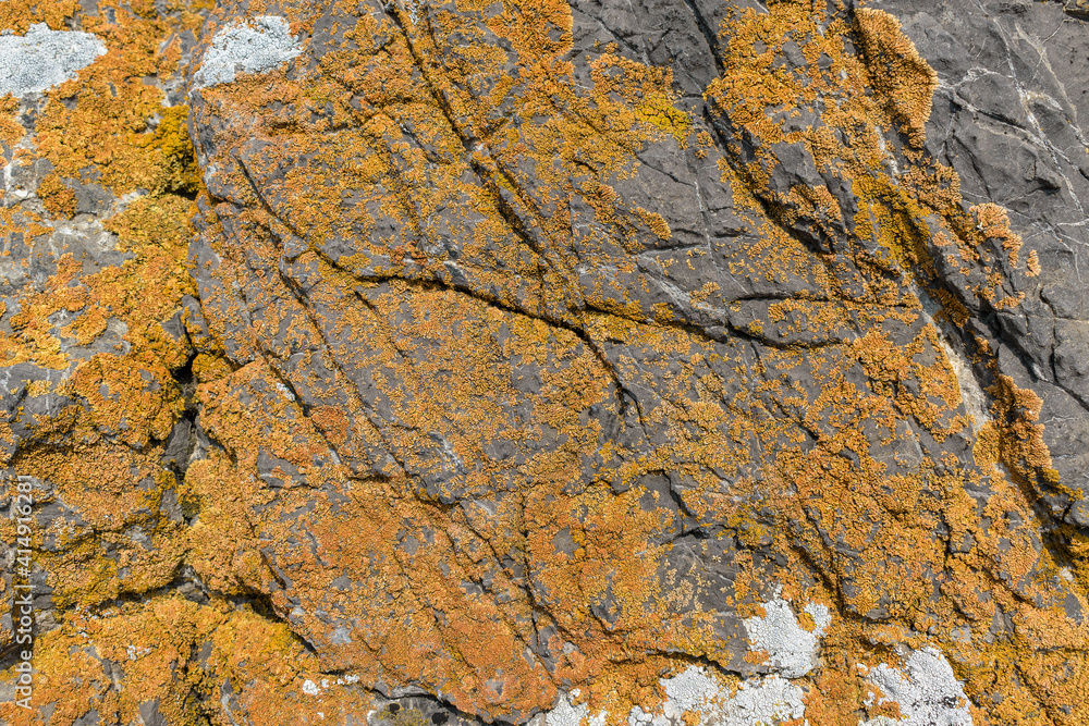 Rock surface for the backdrop. Lichen, color - Anzac, Hue Yellow. Folds and cracks.