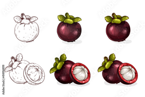Handdrawn color mangosteen illustration. For natural or organic fruit products and health care goods.
