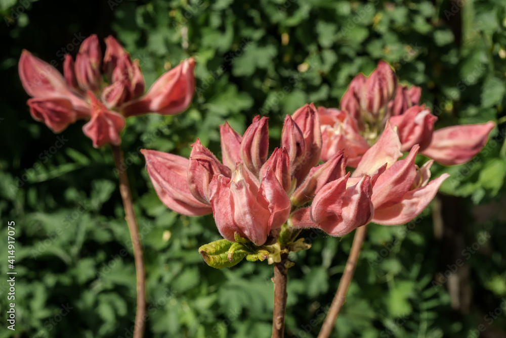 Rhododendron 'Satomi' (Rhododendron x mollis) in garden, Moscow region, Russia Rhododendron 'Satomi' (Rhododendron x mollis) in garden, Moscow region, Russia