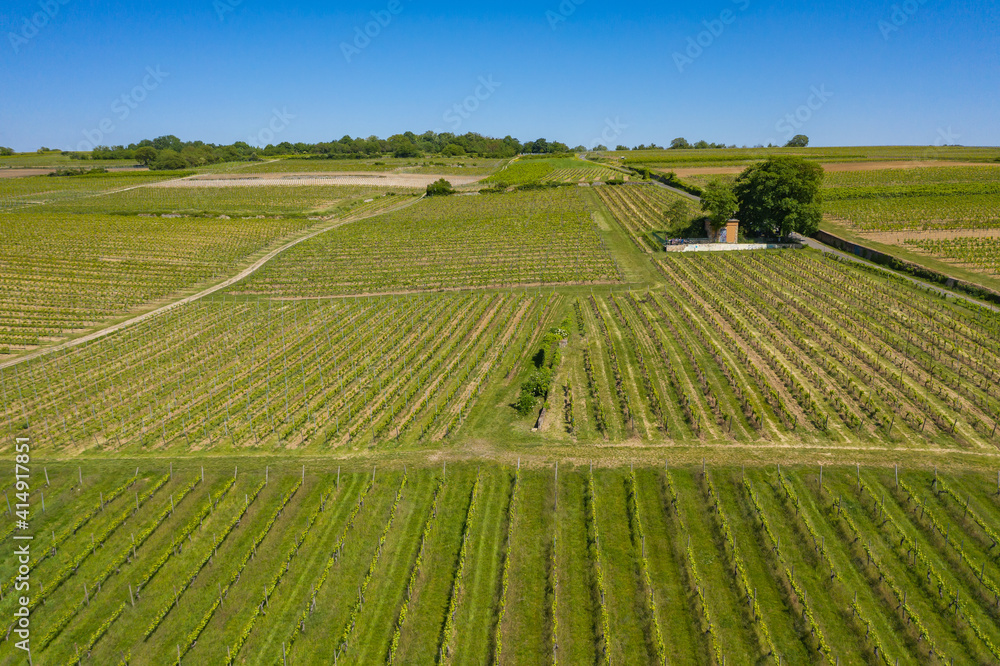 View from above of a vineyard in spring near Ingelheim / Germany 