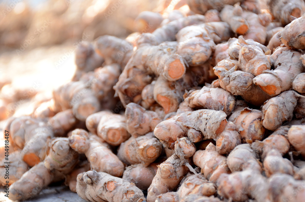 bunch the orange brown turmeric in the garden.