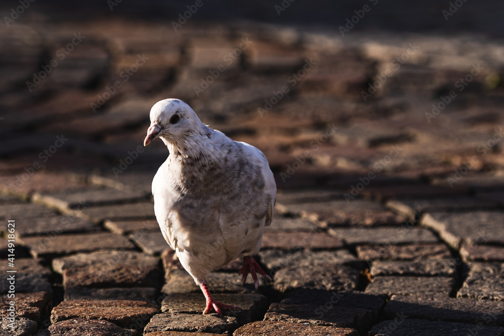 Fototapeta premium Animal and plant, bird, sea mews