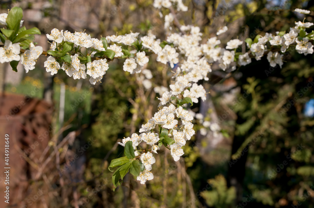 Plum (Prunus domestica) in orchard