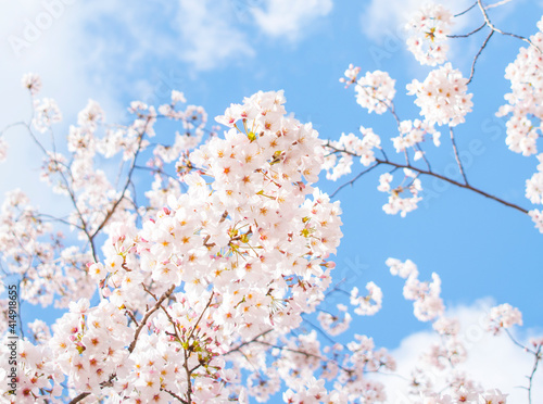 만개한 벚꽃나무와 하늘