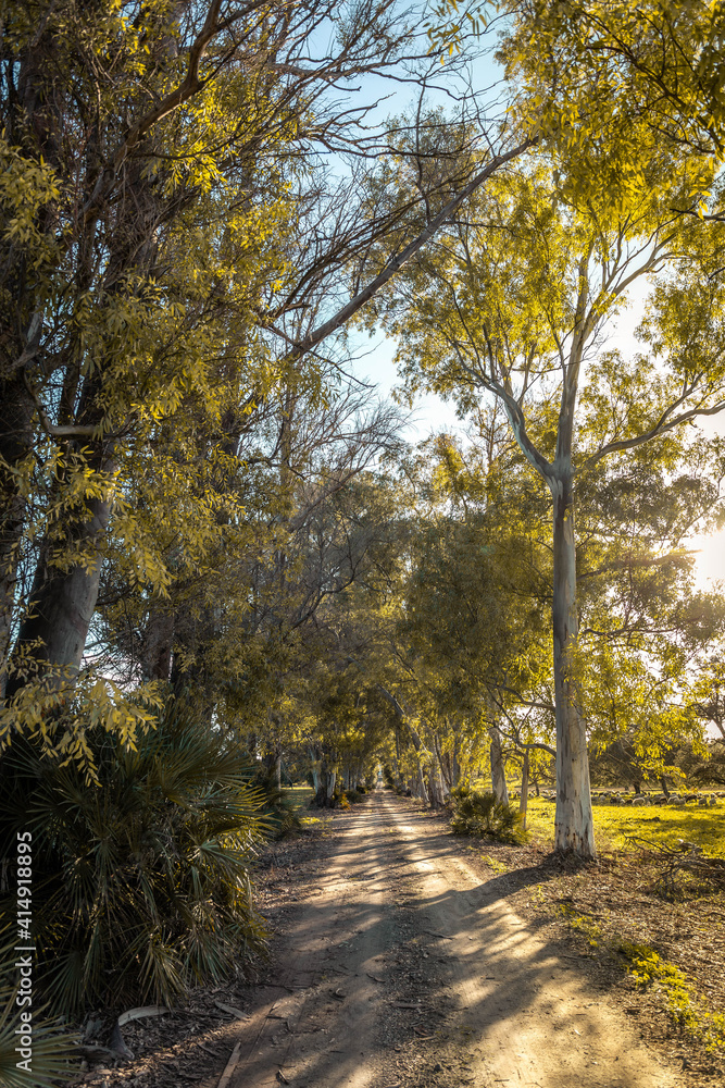 Fototapeta premium field photography with goats