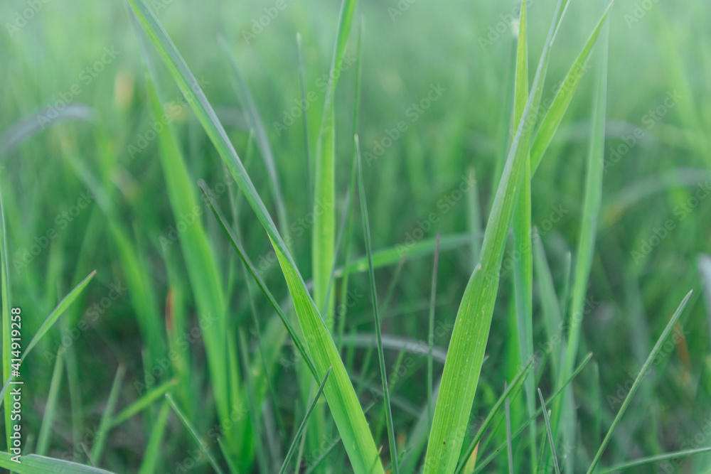 Closeup of fresh green grass in the foggy morning