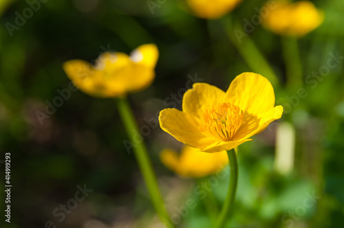 Kwitn  ce kacze  ce  Knie   B  otna  Caltha palustris