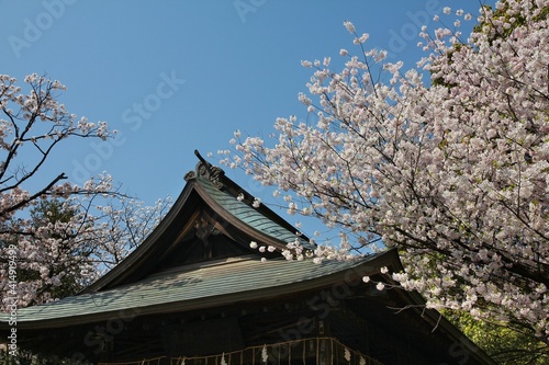 Ueno cherry blossom