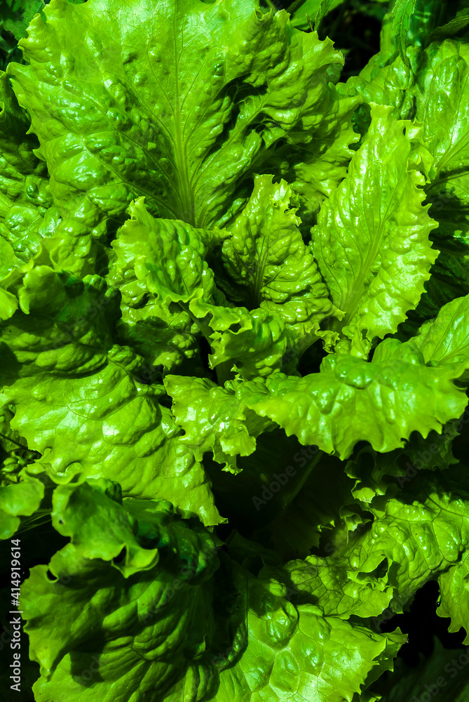 Organic vegetables. Fresh vegetable. making a salad. Raw Fresh Organic Green Vegetables Organic vegetables. Fresh vegetable. making a salad. Raw Fresh Organic Green Vegetables