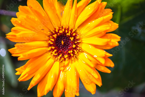 Beautiful orange calendula officinalis on stem. Spring background with beautiful yellow flowers. natural summer background  blurred image  selective focus