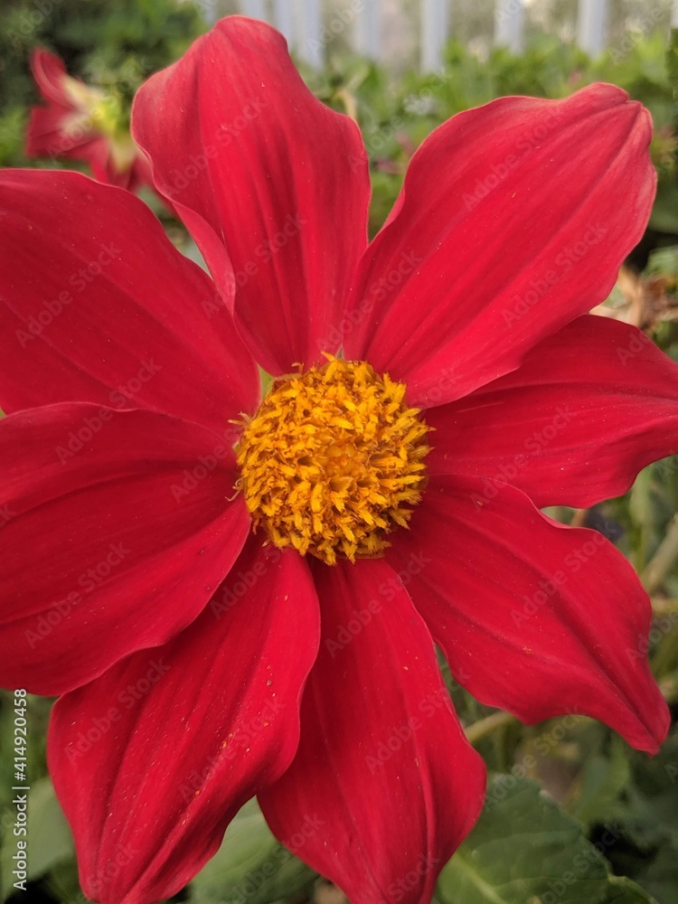 ABHA, SAUDI ARABIA - MAY 27, 2019: CLOSEUP IMAGE TAKEN OF A BEAUTIFUL RED DAHLIA FLOWER AT A GARDEN IN ABHA, SAUDI ARABIA. ABHA, SAUDI ARABIA - MAY 27, 2019: CLOSEUP IMAGE TAKEN OF A BEAUTIFUL RED DAHLIA FLOWER AT A GARDEN IN ABHA, SAUDI ARABIA.