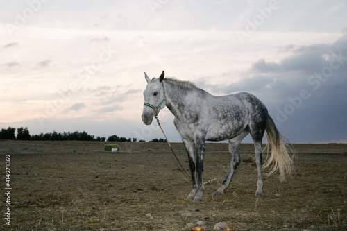 Caballo en el campo de Andalucía