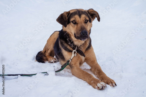 dark beige stray dog on a leash