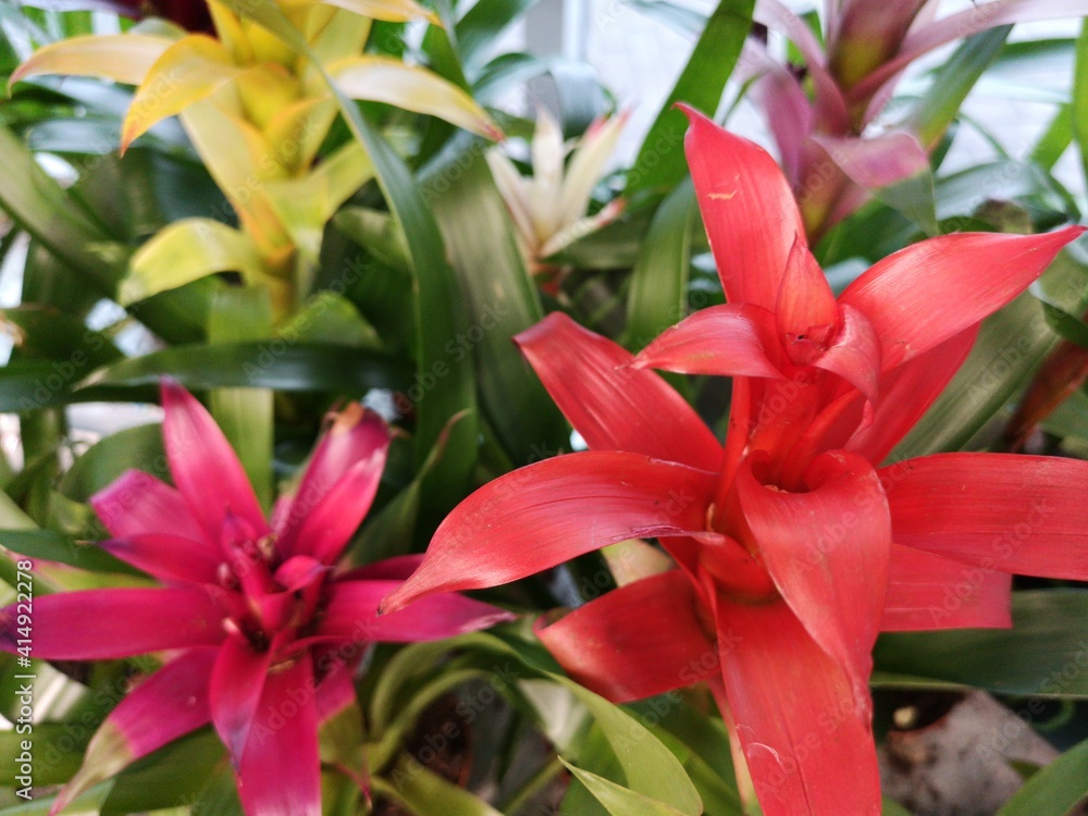 Beautiful guzmania for sale at a flower shop. Indoor Beautiful guzmania for sale at a flower shop. Indoor