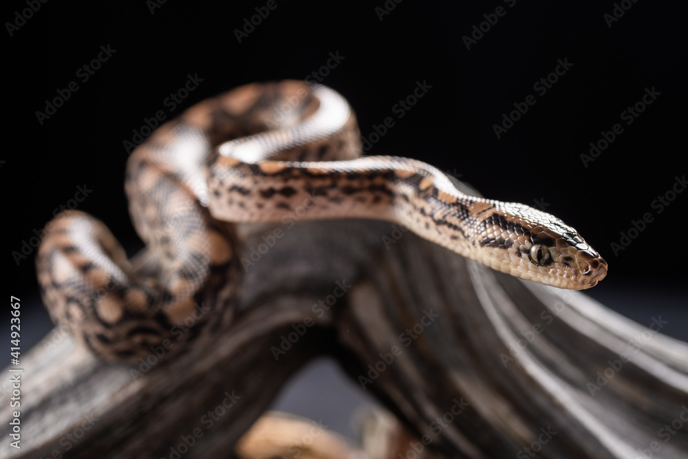 Fototapeta premium A close up of the venomous snake (Agkistrodon saxatilis) on dry tree