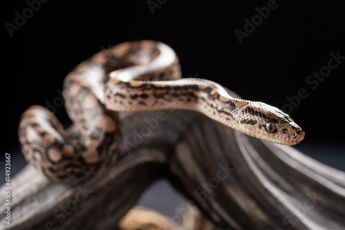 A close up of the venomous snake (Agkistrodon saxatilis) on dry tree