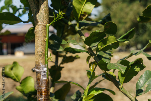 Obraz na plátně Approach grafting between lime and kaffir lime trees