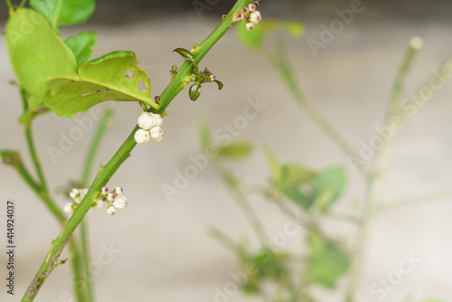 The flower buds of the kaffir lime tree