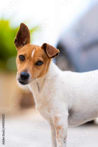 Typical example of jack russel, it is a female.
Attentive and curious look