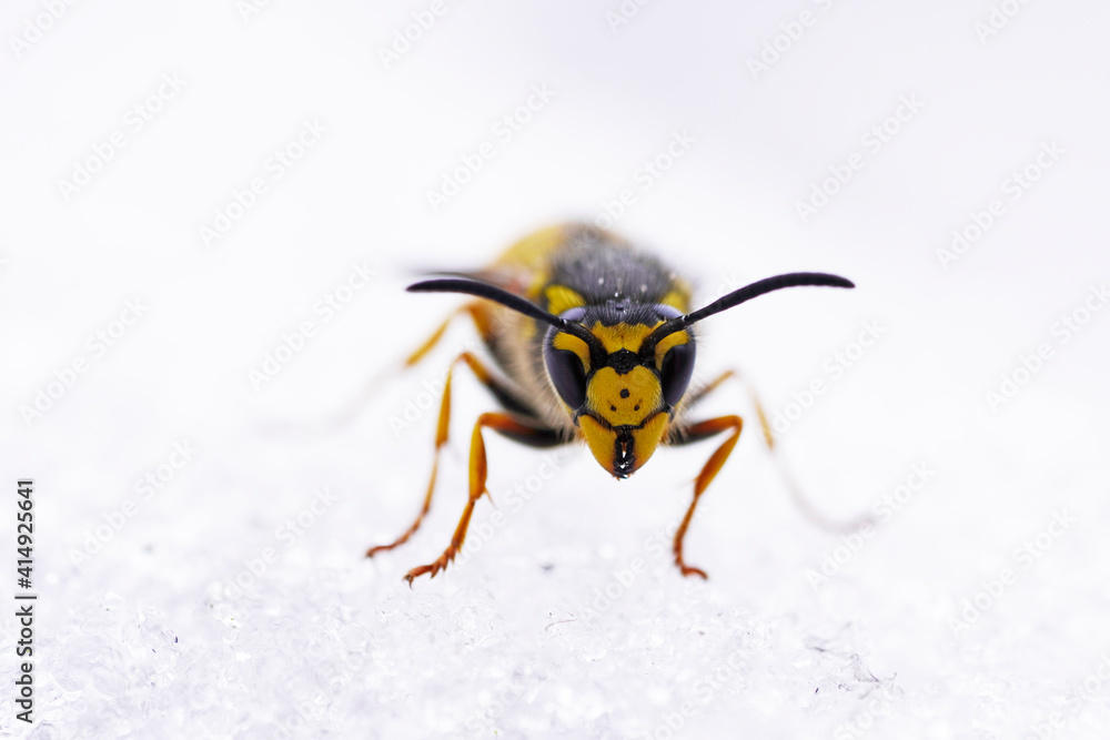 Wespe im Schnee. Makroaufnahme eines Insekts im Winter. Wespe im Schnee. Makroaufnahme eines Insekts im Winter.
