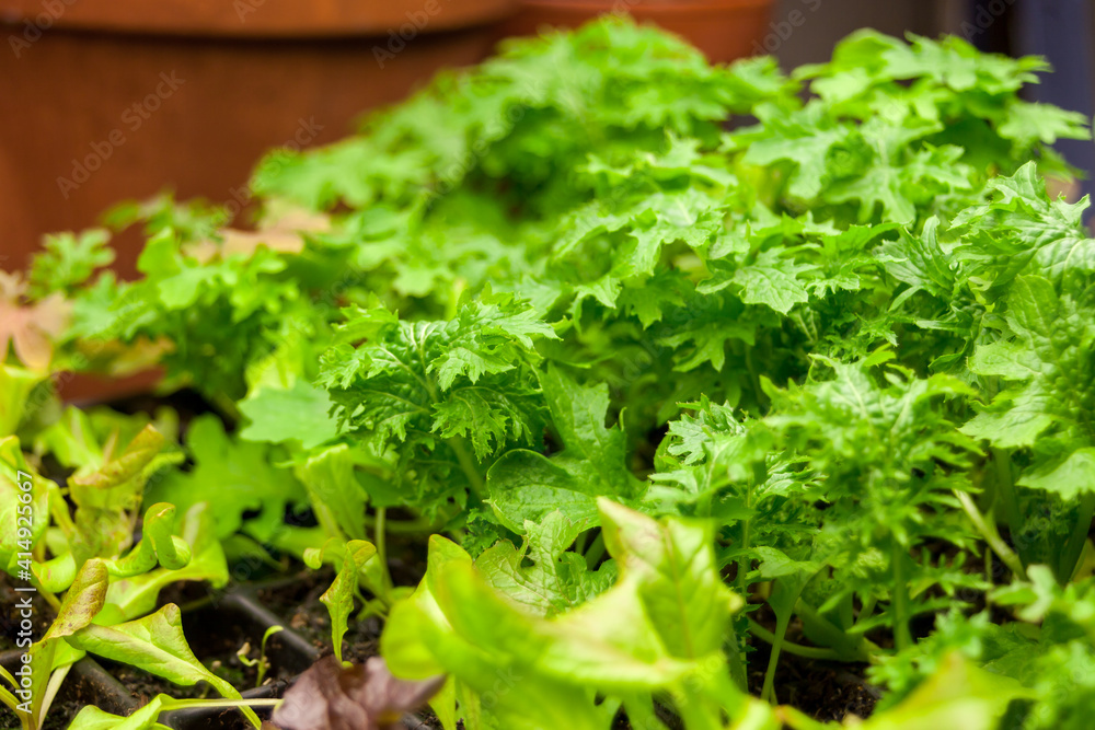 Closeup on lettuce growing inside in container