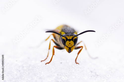 Wespe im Schnee. Makroaufnahme eines Insekts im Winter.