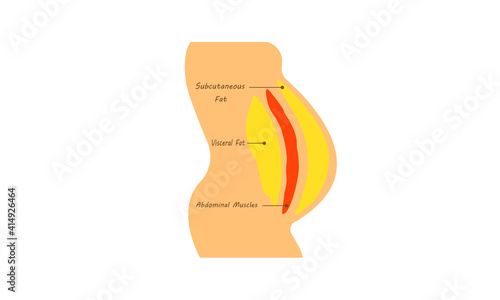 Fat body diagram. human belly and abdomen fat layer vector. Location of Visceral fat stored. human obesity side view