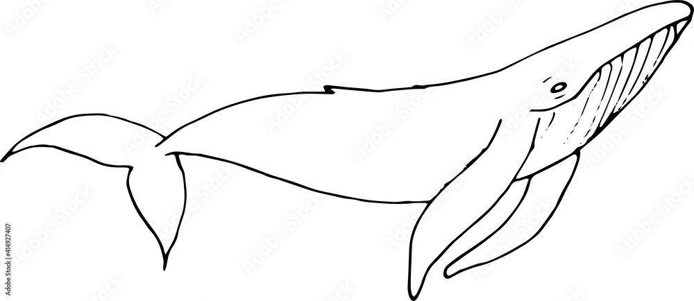 Fototapeta premium Illustration of a whale, shark, dolphin 