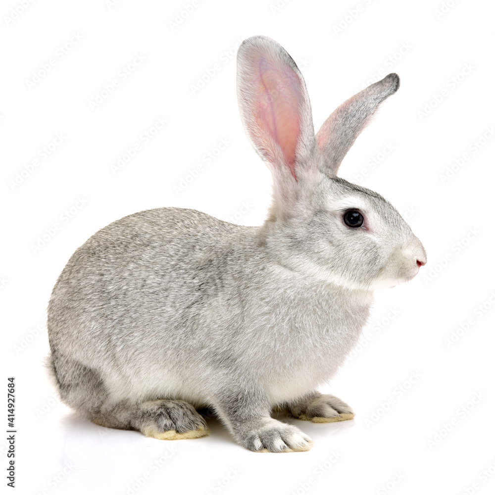 Obraz premium grey rabbit on a white background