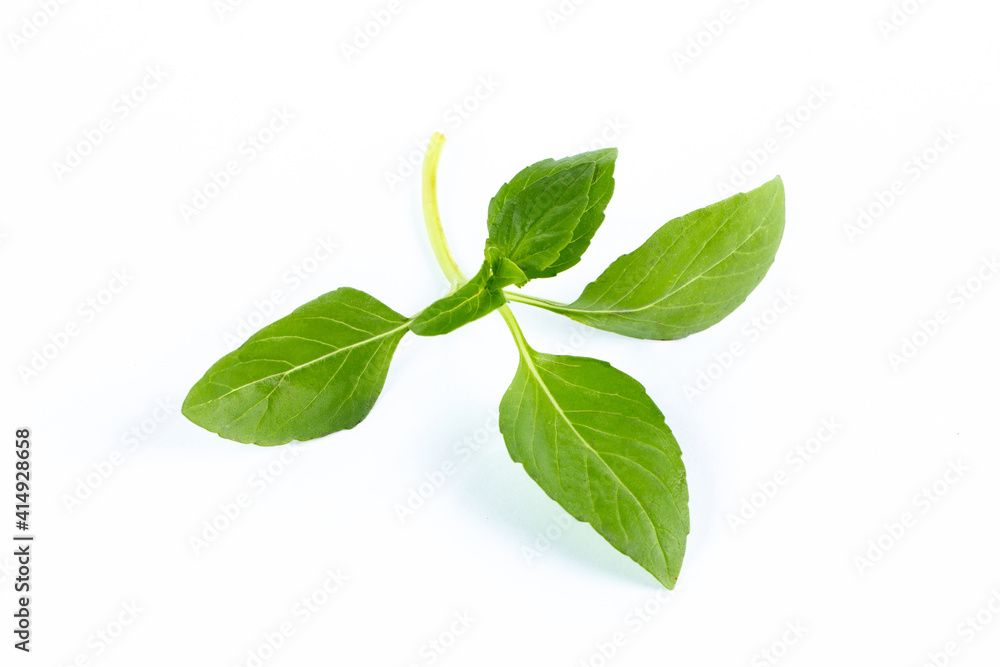Green basil leaves and bunch of basil Green basil leaves and bunch of basil